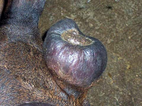 剛開始成長的鹿茸