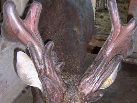 可採收時的鹿茸